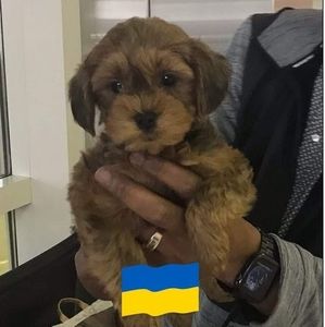 Meet your Posher, Teri